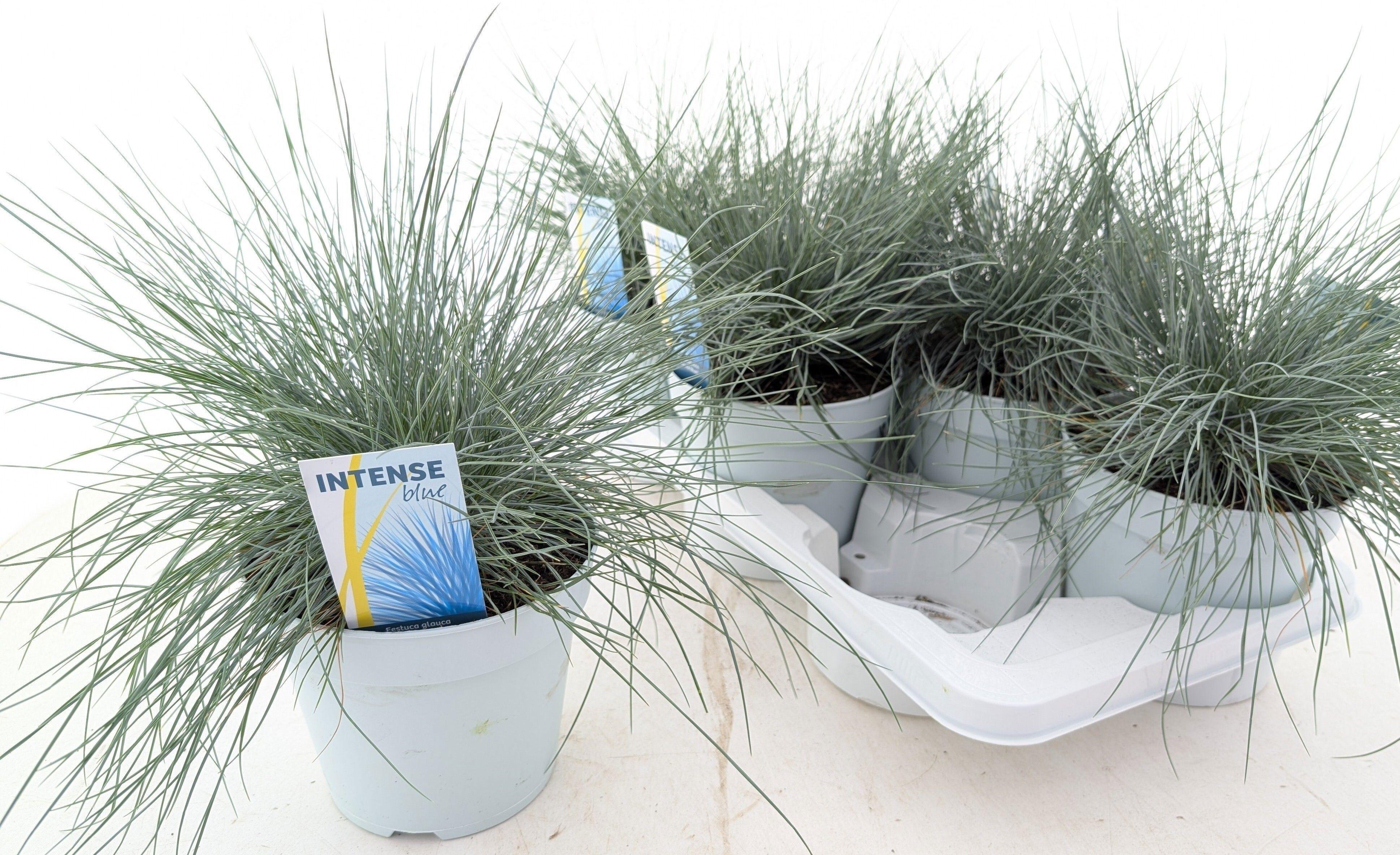 Горшечные цветы и растения оптом Fest Gl Intense Blue от 6шт из Голландии с доставкой по России