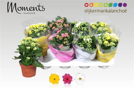 Горшечные цветы и растения оптом Kal Ge Gem 3 Kl P12 от 8шт из Голландии с доставкой по России
