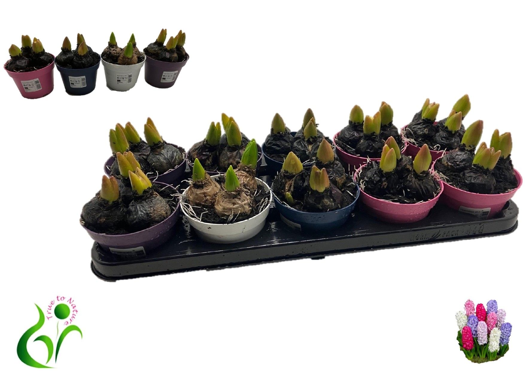 Горшечные цветы и растения оптом Hyacin Gem 4 Kl от 10шт из Голландии с доставкой по России