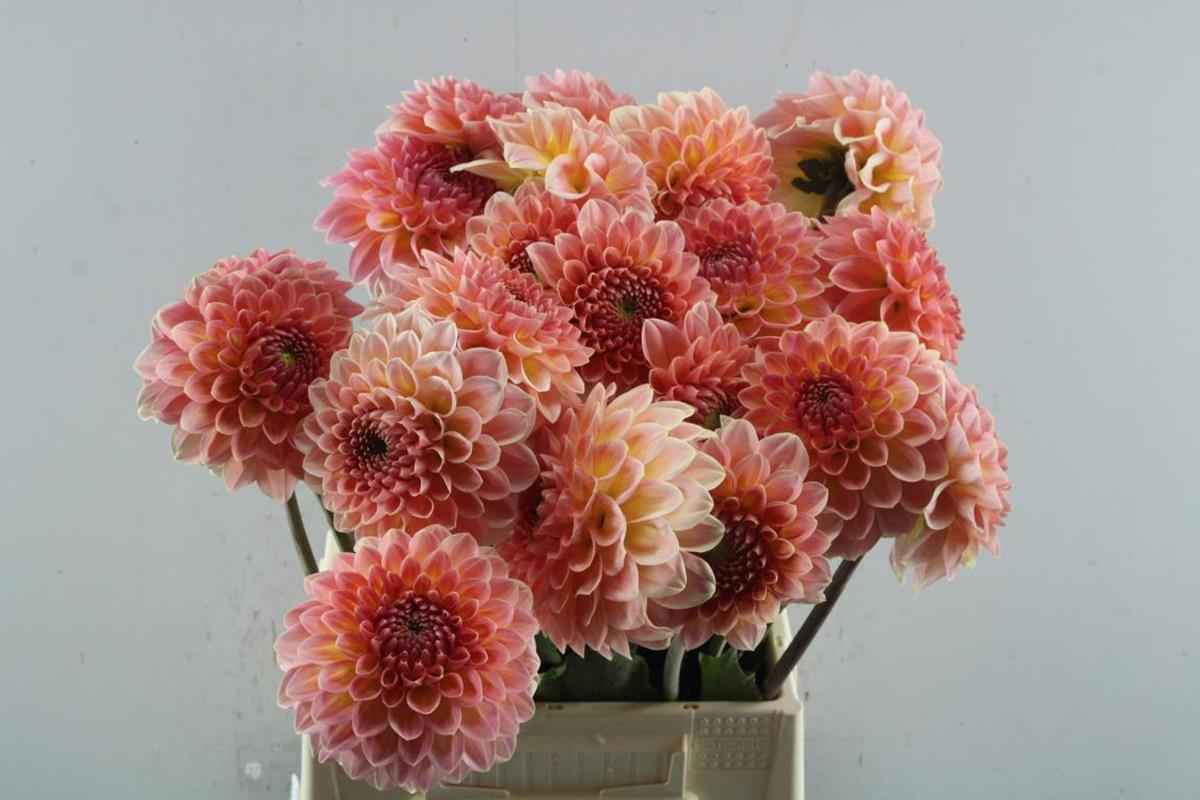 Срезанные цветы оптом Dahlia santa lucia от 20шт из Голландии с доставкой по России