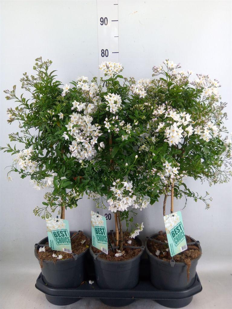 Горшечные цветы и растения оптом Solanum Jasminoides от 3шт из Голландии с доставкой по России