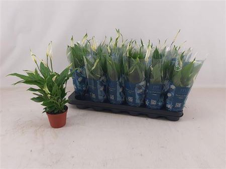 Горшечные цветы и растения оптом Spath Chopin 5+ от 18шт (для телеги) из Голландии с доставкой по России