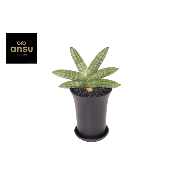 Горшечные цветы и растения оптом Sansevieria Inti Mini No. 5 от 5шт (для телеги) из Голландии с доставкой по России