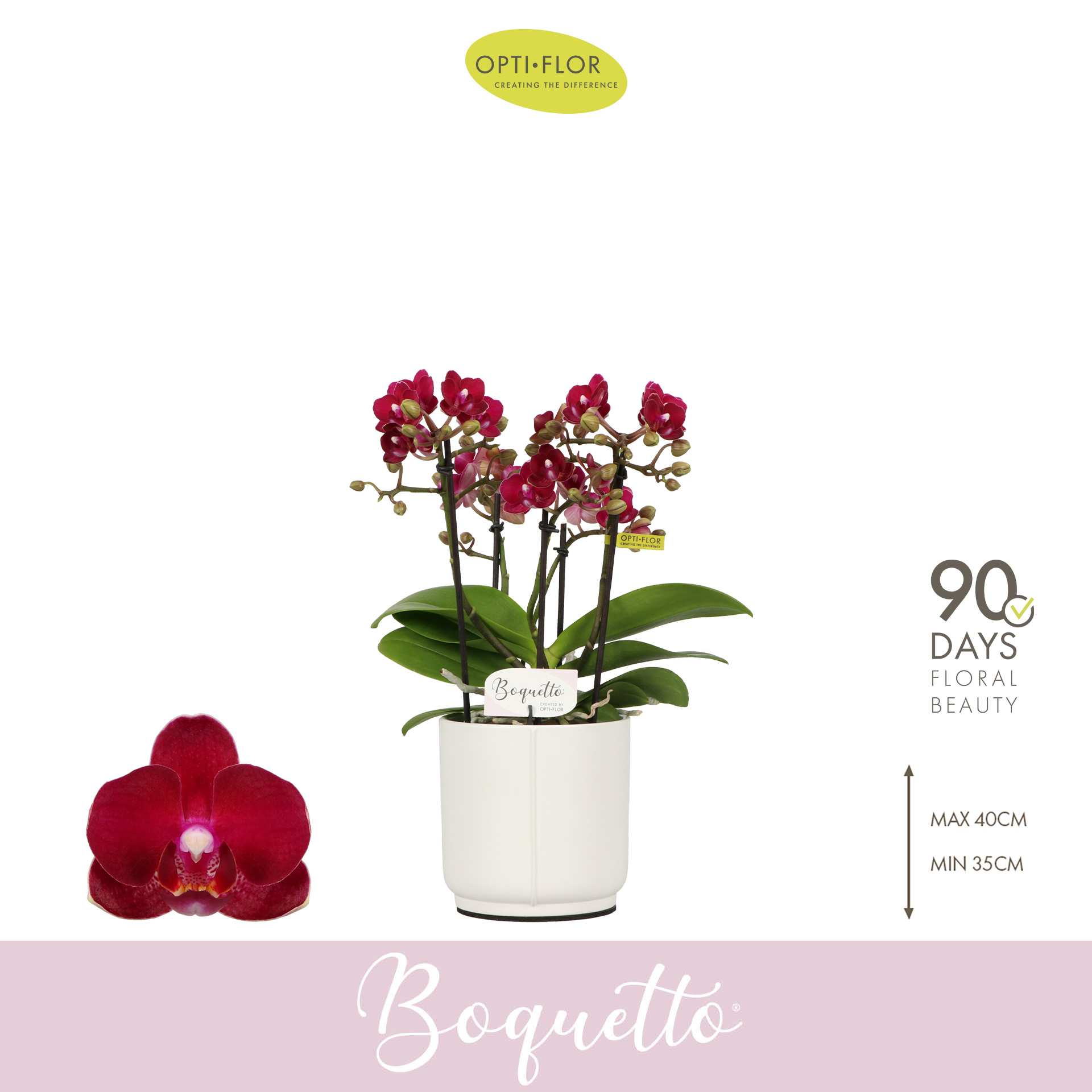 Горшечные цветы и растения оптом Phal 3/5st Boquetto Temptatione In White Lazio от 6шт из Голландии с доставкой по России