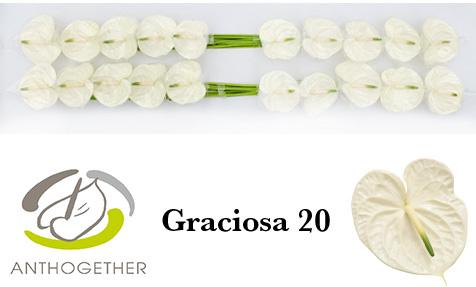 Срезанные цветы оптом Anthurium graciosa 224 от 20шт из Голландии с доставкой по России