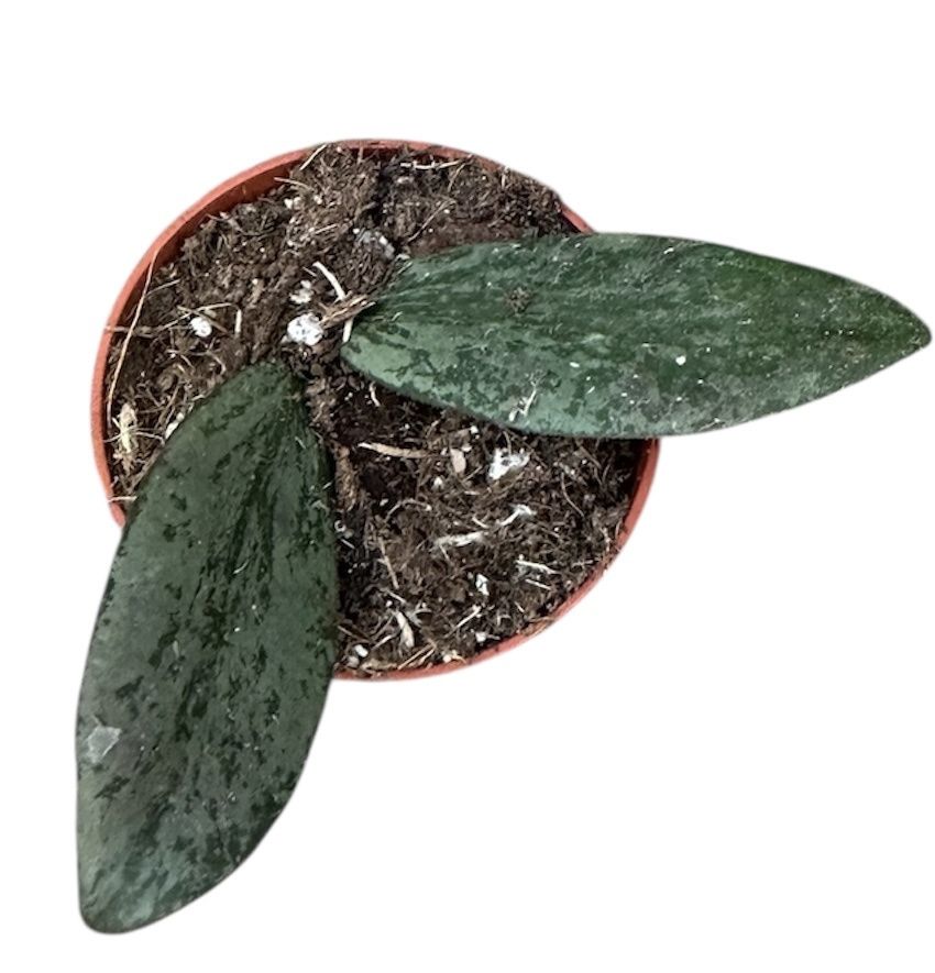 Горшечные цветы и растения оптом Hoya Sigillatis Silver от 1шт (для телеги) из Голландии с доставкой по России