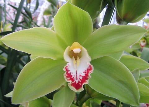 Срезанные цветы оптом Cymbidium green giant от 10шт. из Голландии с доставкой по России