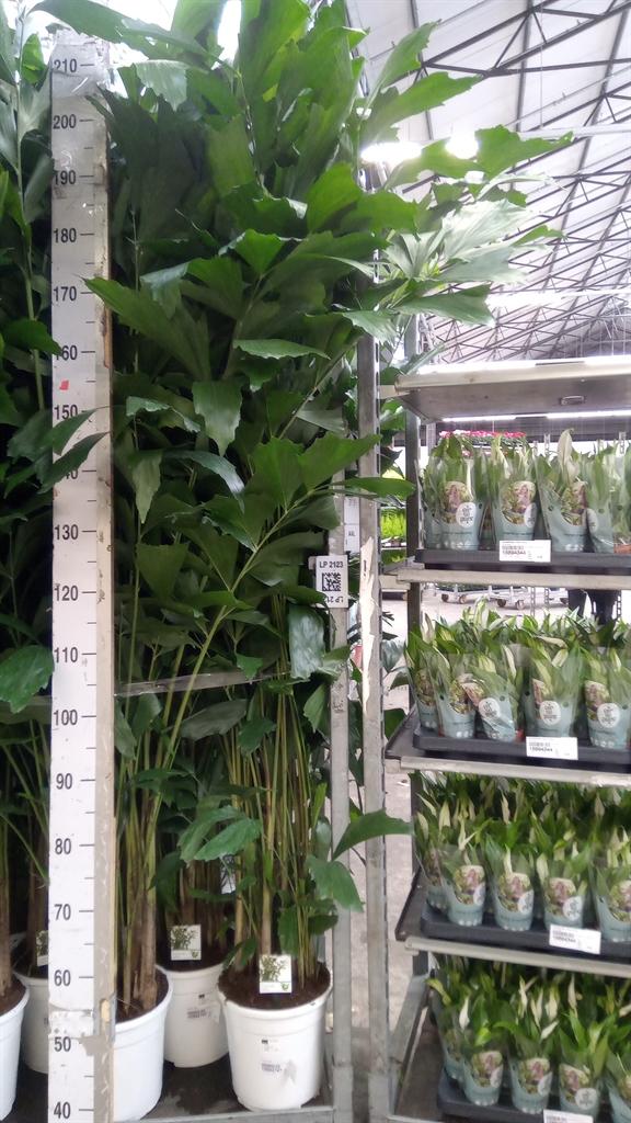Горшечные цветы и растения оптом Caryota Mitis от 1шт из Голландии с доставкой по России