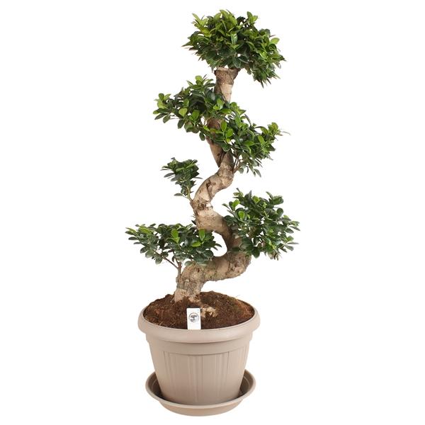 Горшечные цветы и растения оптом Ficus Ginseng In Deco Pot Taupe With Sauc от 1шт из Голландии с доставкой по России