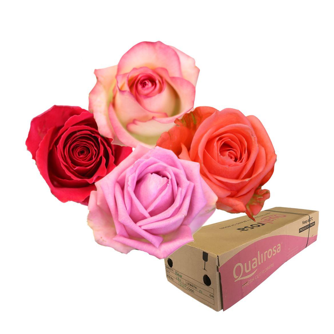 Срезанные цветы оптом Rosa large mix rainbow (mixbunch) от 500шт.. из Голландии с доставкой по России