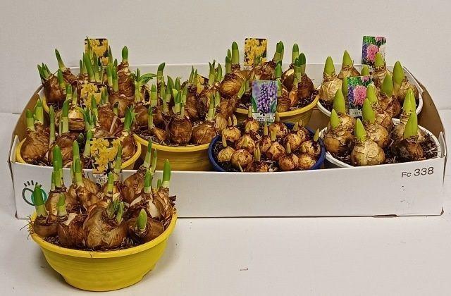 Горшечные цветы и растения оптом Bolbloemen Gem от 7шт из Голландии с доставкой по России