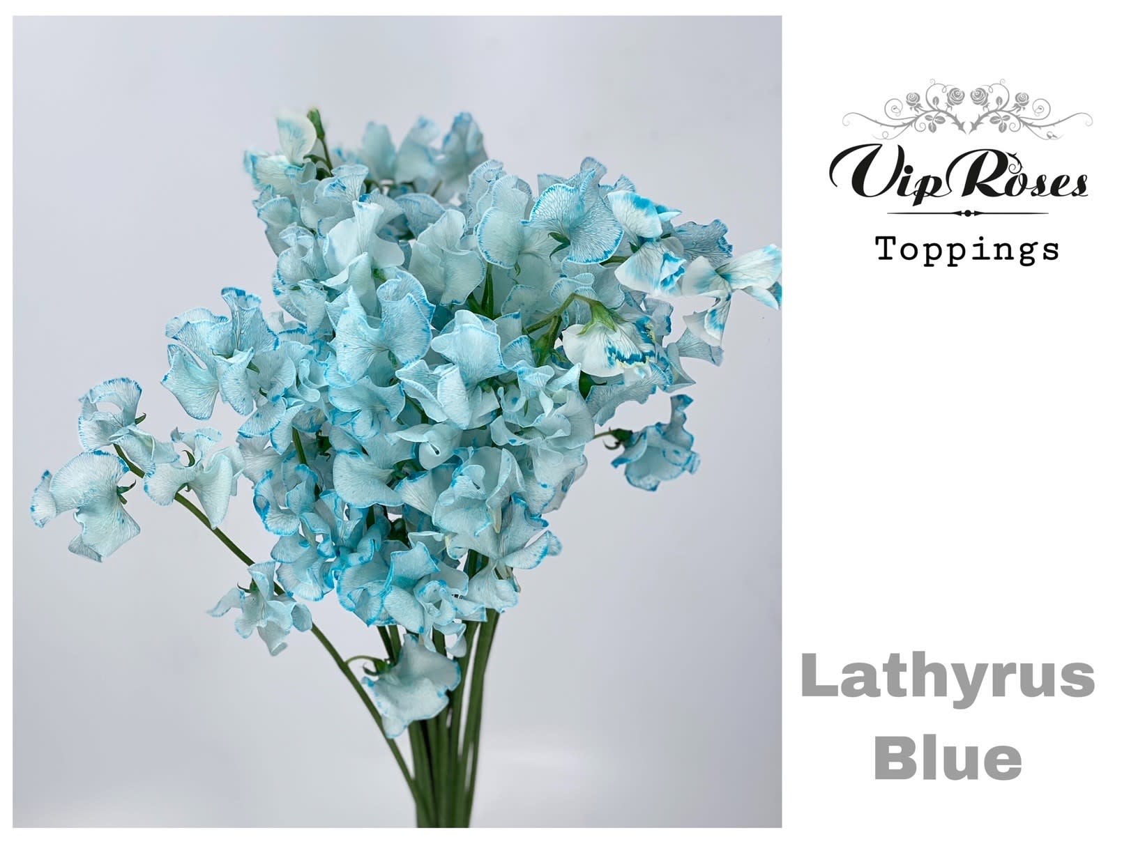 Срезанные цветы оптом Lathyrus paint blue от 50шт из Голландии с доставкой по России