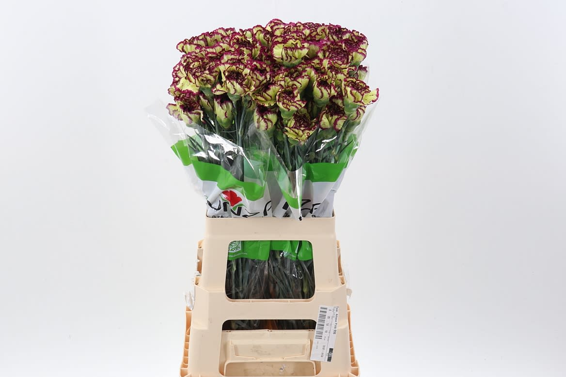 Срезанные цветы оптом Dianthus st extravaganza от 80шт из Голландии с доставкой по России