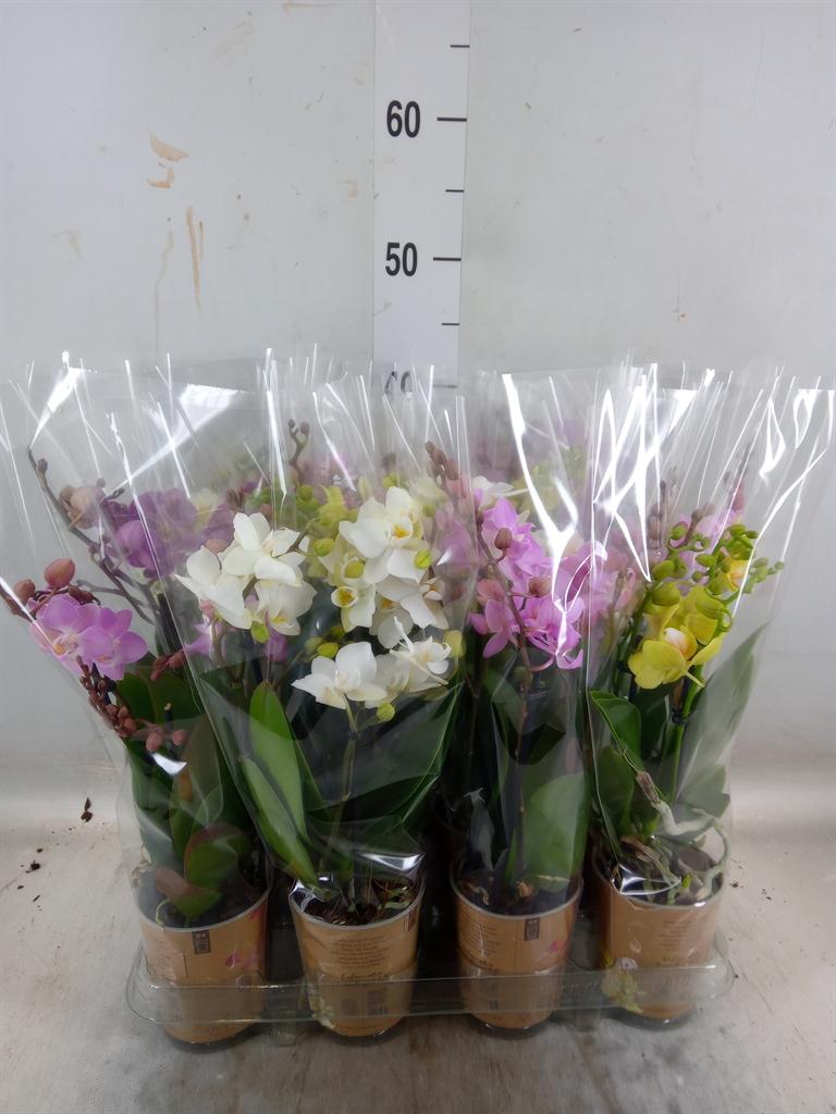 Горшечные цветы и растения оптом Phalaenopsis Multi.   ... от 12шт (для телеги) из Голландии с доставкой по России
