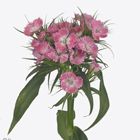 Срезанные цветы оптом Dianthus br sweet will pink от 100шт из Голландии с доставкой по России