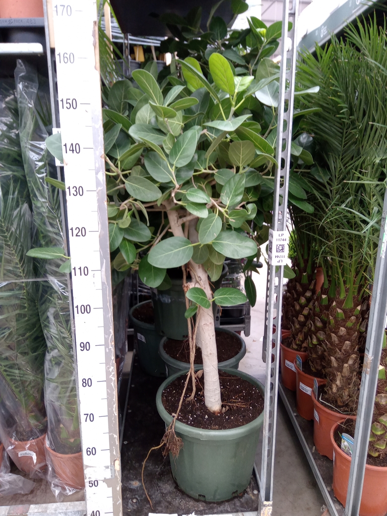 Горшечные цветы и растения оптом Ficus   ... от 1шт из Голландии с доставкой по России