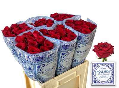 Срезанные цветы оптом Rosa la red naomi! Hollanda от 60шт из Голландии с доставкой по России