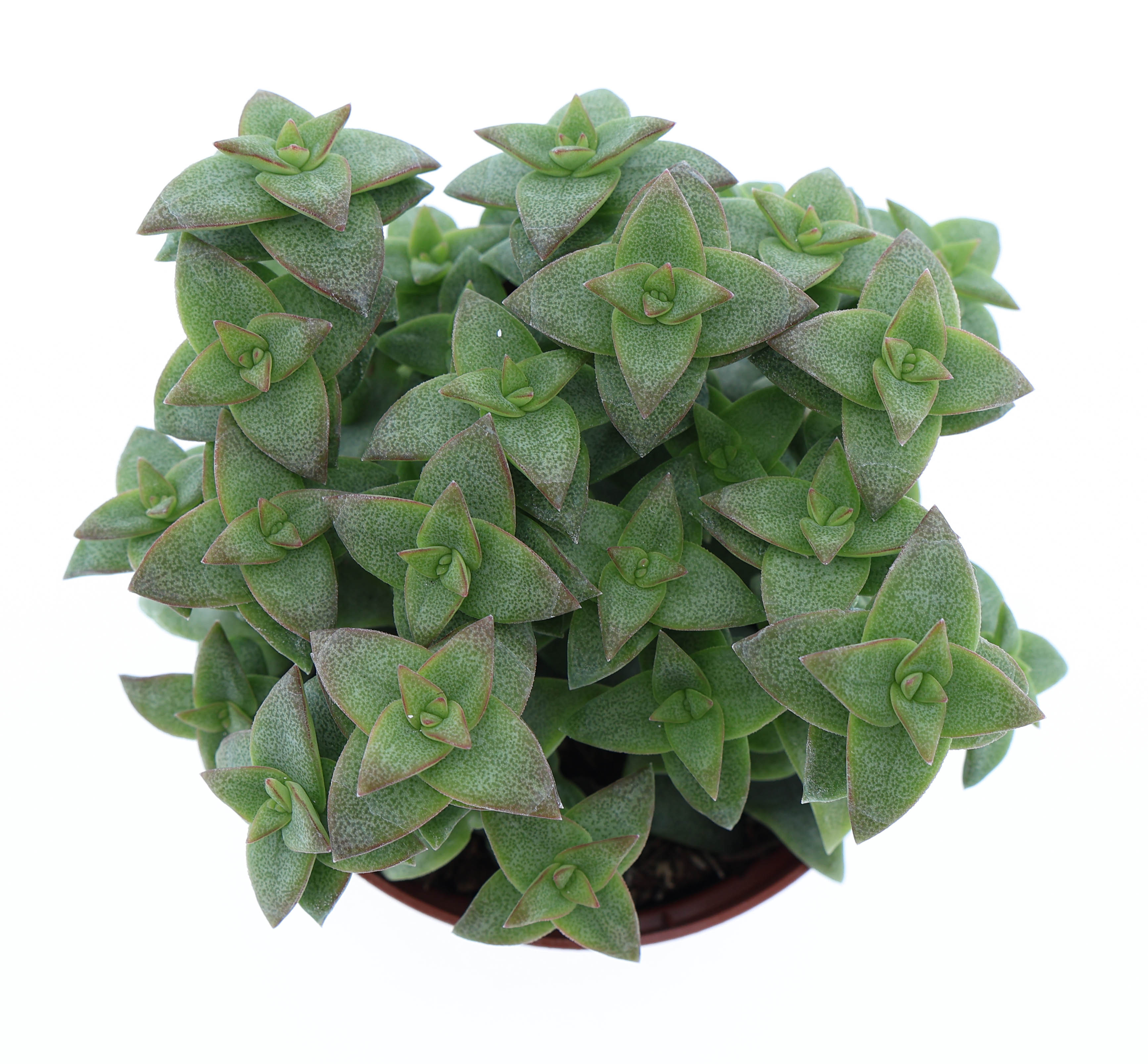 Горшечные цветы и растения оптом Crassula Perfossa Green от 12шт (для телеги) из Голландии с доставкой по России