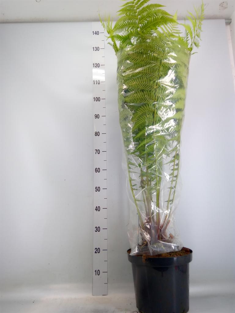 Горшечные цветы и растения оптом Dicksonia Antarctica от 1шт из Голландии с доставкой по России