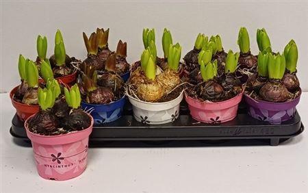 Горшечные цветы и растения оптом ** Hyacin Gem 5 Kl * Spring Deal* от 10шт из Голландии с доставкой по России