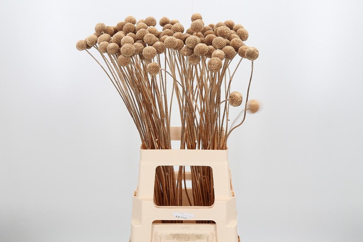 Срезанные цветы оптом Craspedia paint gold antique от 100шт из Голландии с доставкой по России