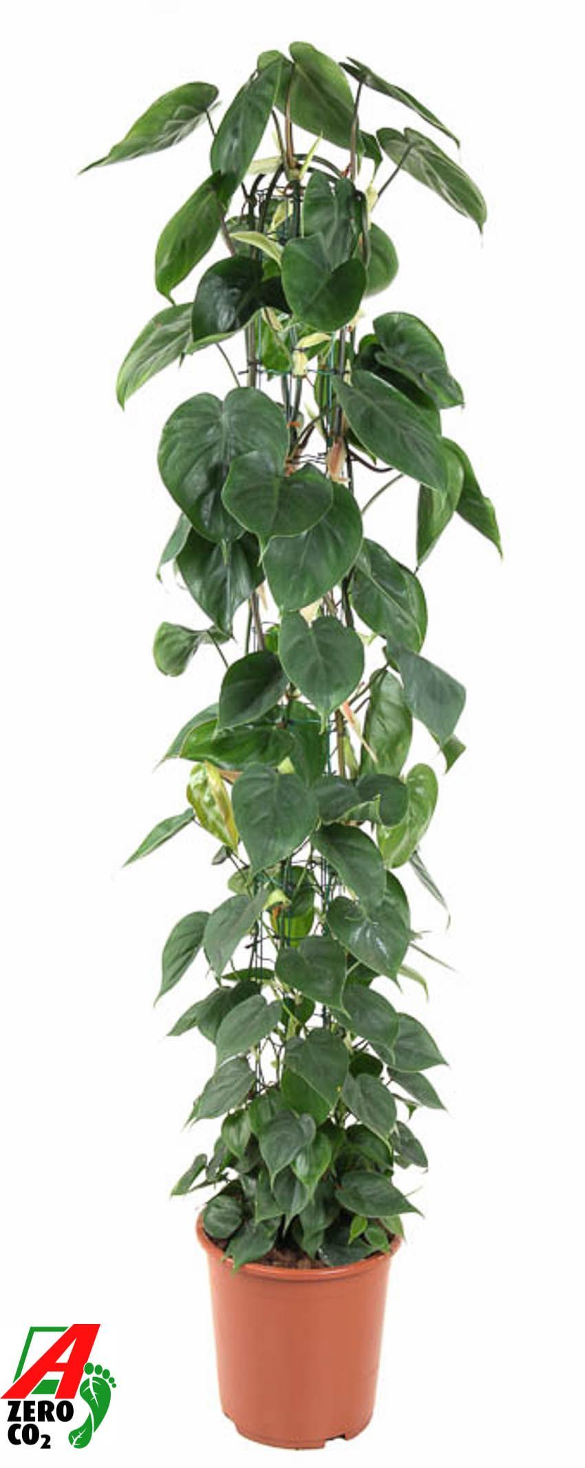 Горшечные цветы и растения оптом Philodendron Scandens Zuil от 1шт из Голландии с доставкой по России