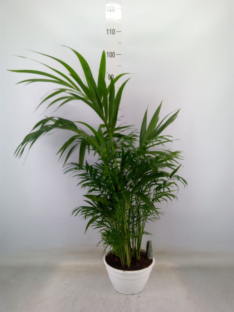 Горшечные цветы и растения оптом Palms   ...mix от 1шт из Голландии с доставкой по России