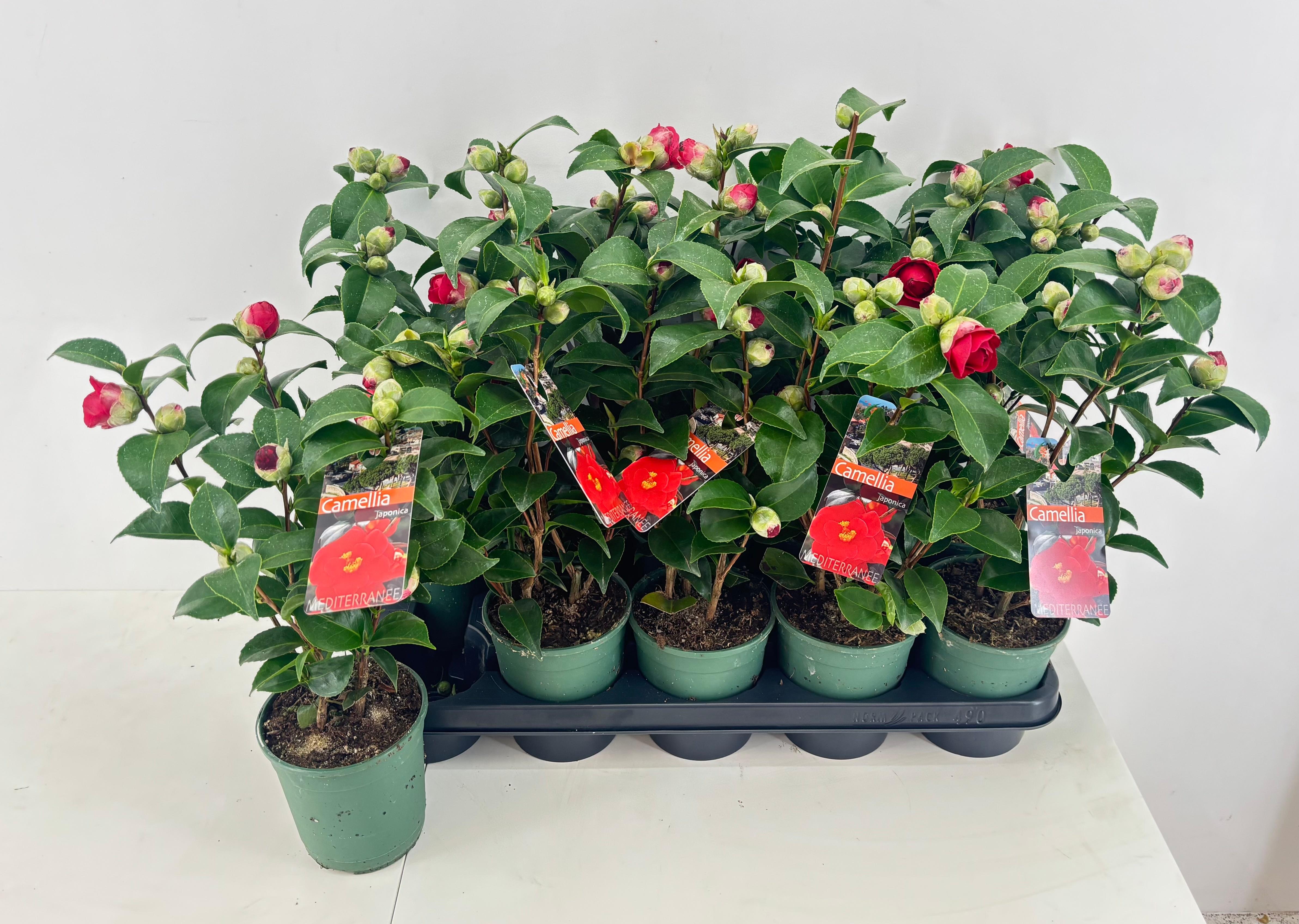 Горшечные цветы и растения оптом Came Japonica от 10шт из Голландии с доставкой по России