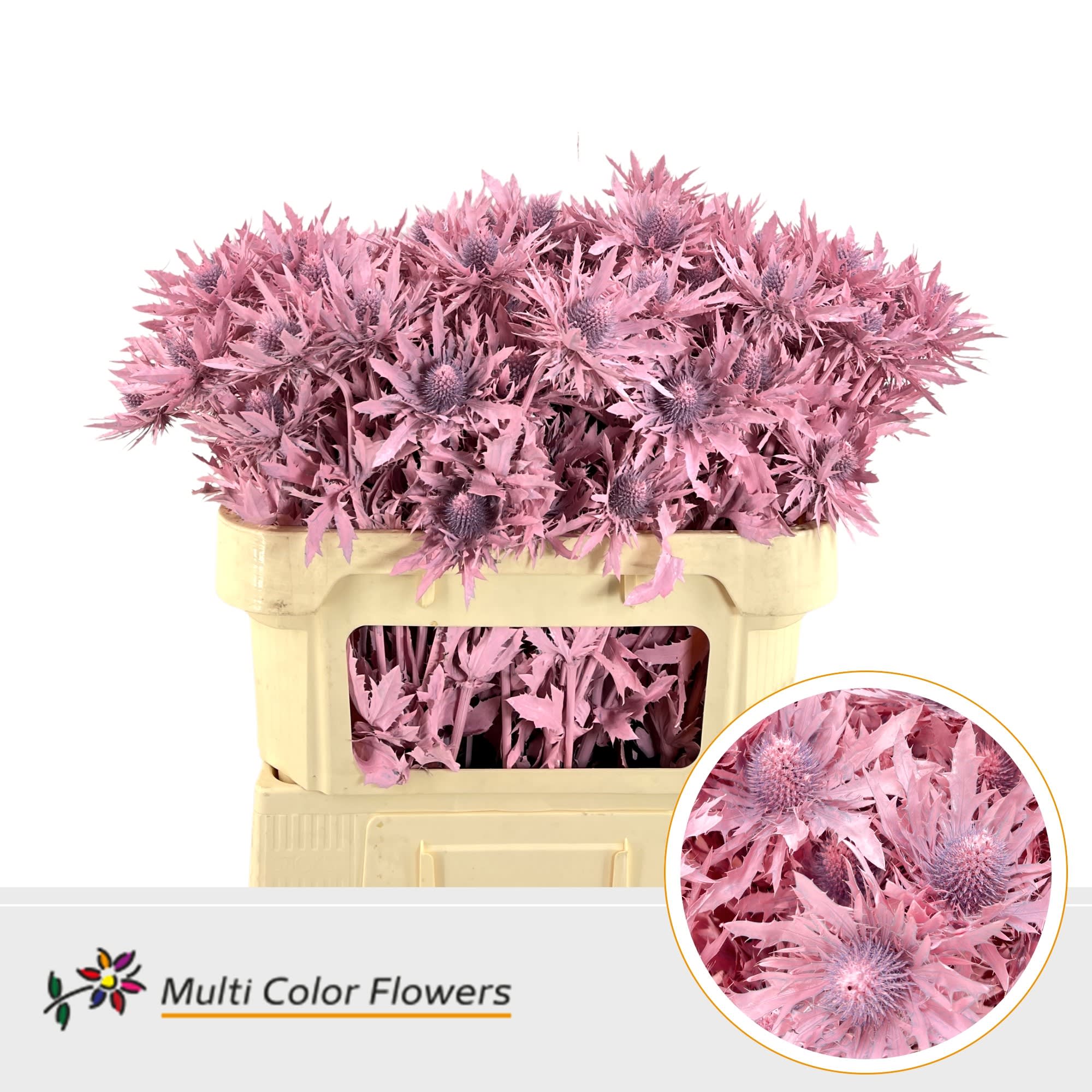 Срезанные цветы оптом Eryngium paint pink light от 30шт из Голландии с доставкой по России