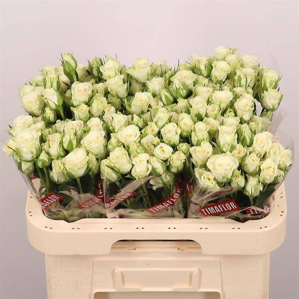 Срезанные цветы оптом Rosa spray snowflake от 40шт из Голландии с доставкой по России