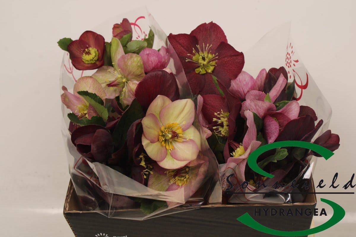 Срезанные цветы оптом Helleborus mix in bucket от 20шт из Голландии с доставкой по России