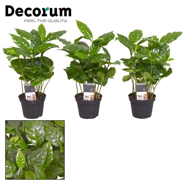 Горшечные цветы и растения оптом Coffea Arabica (decorum) от 16шт из Голландии с доставкой по России