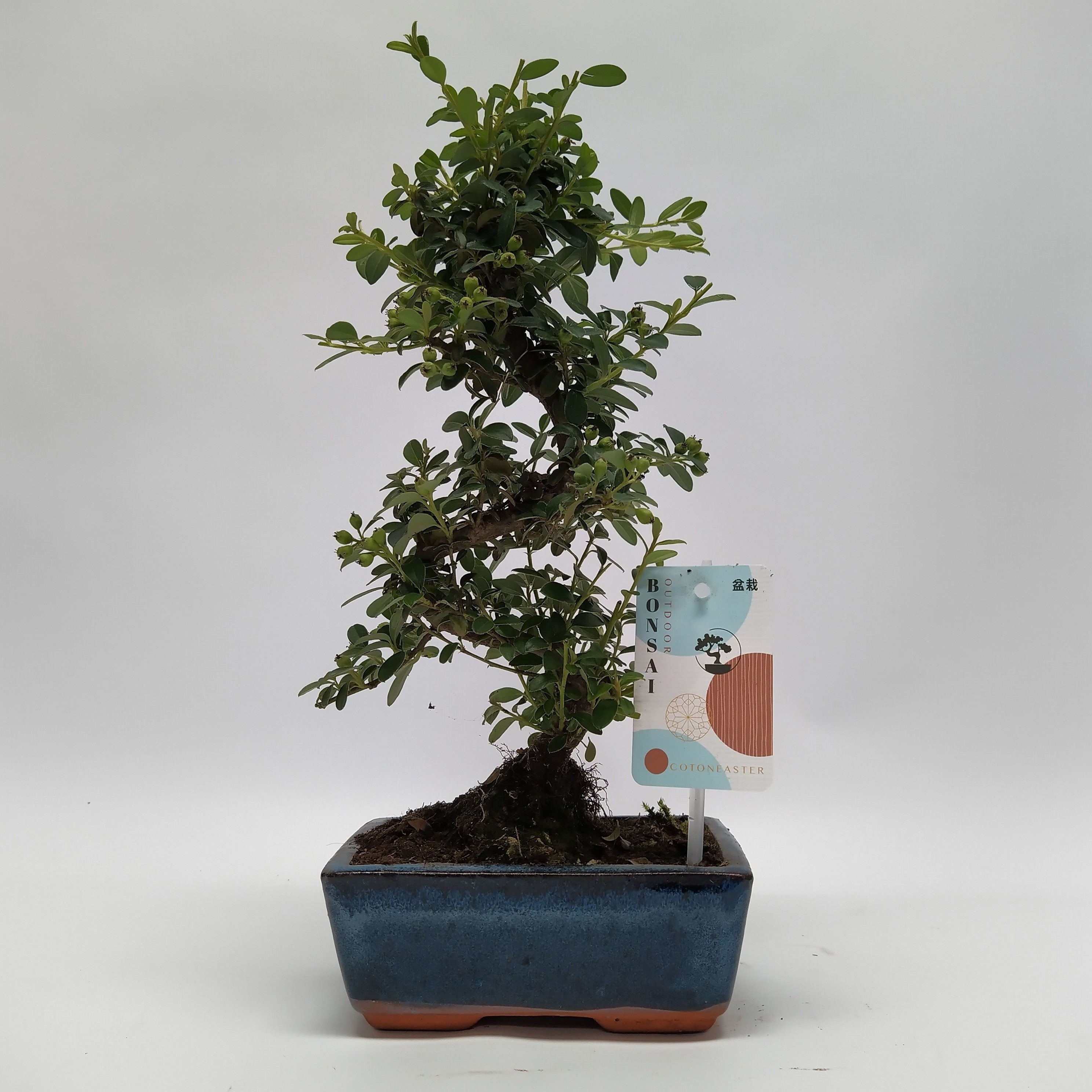 Горшечные цветы и растения оптом Cotoneaster S-shape Bonsai от 6шт из Голландии с доставкой по России