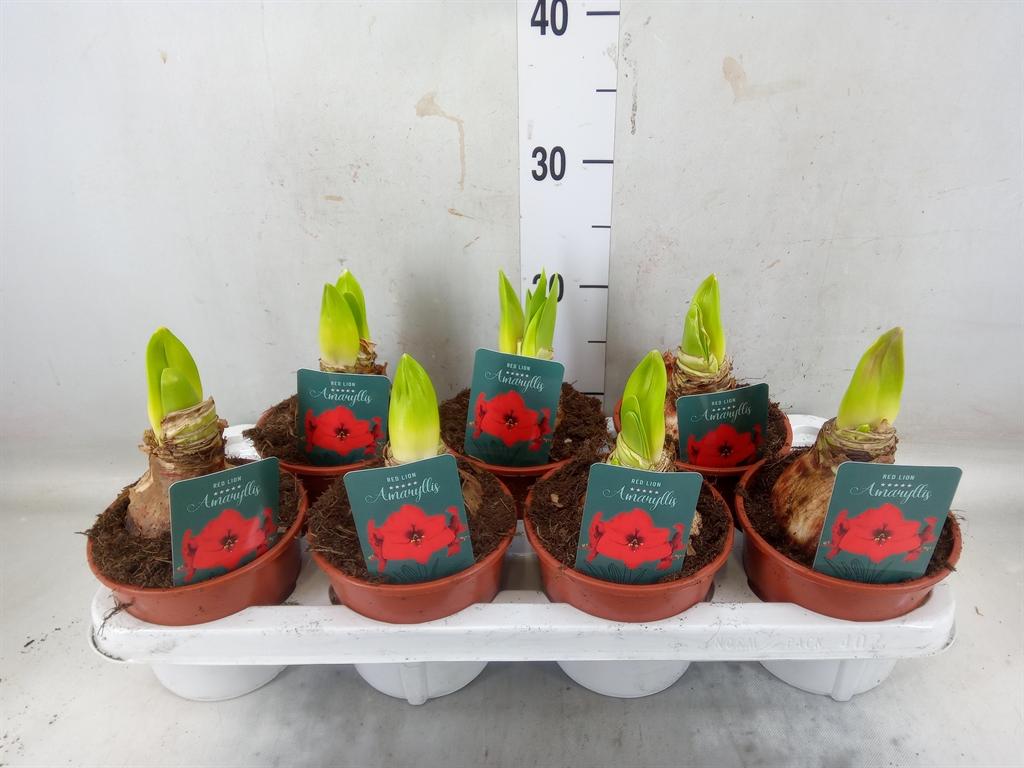 Горшечные цветы и растения оптом Hippeastrum   ... от 7шт' из Голландии с доставкой по России