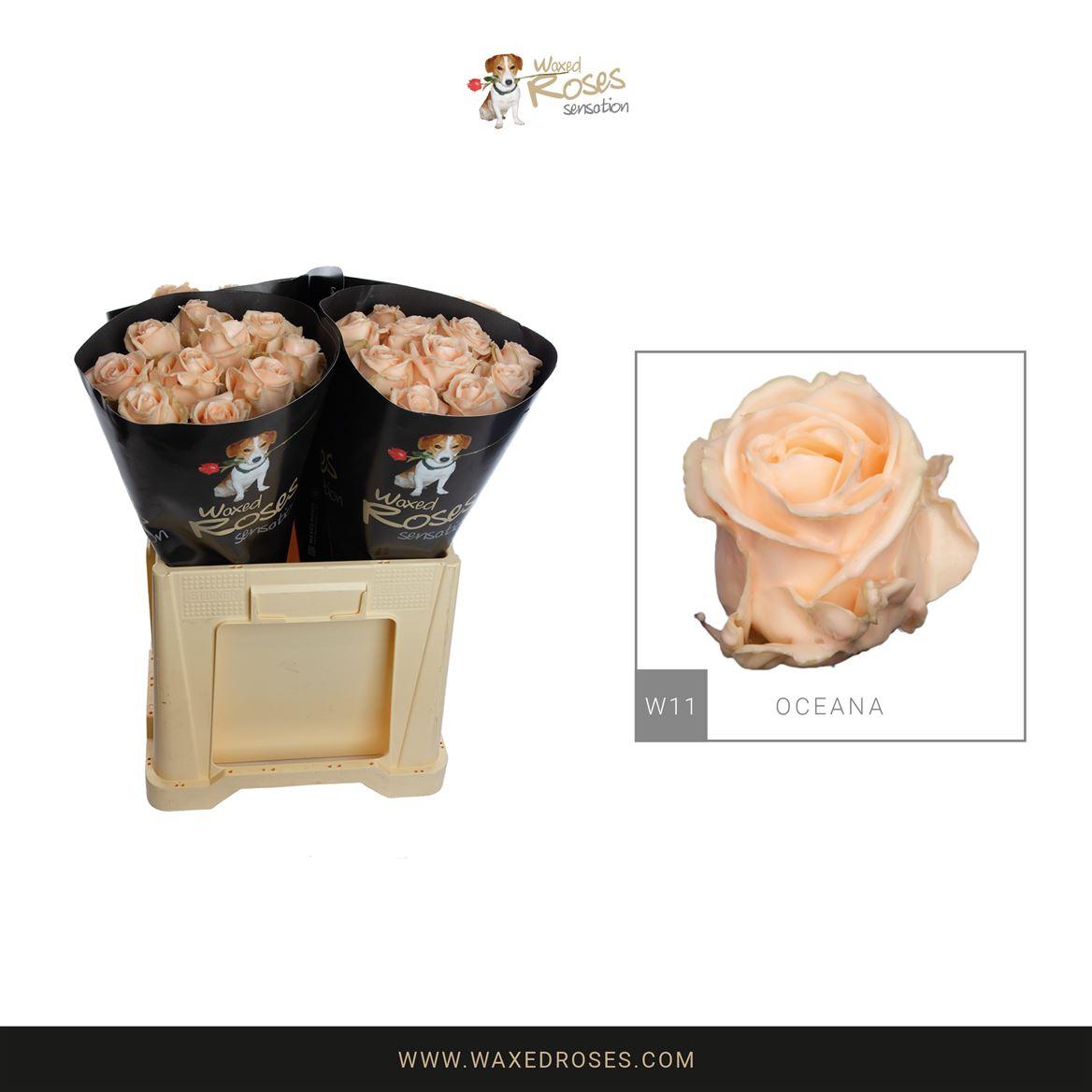 Срезанные цветы оптом Rosa large wax oceana от 40шт из Голландии с доставкой по России