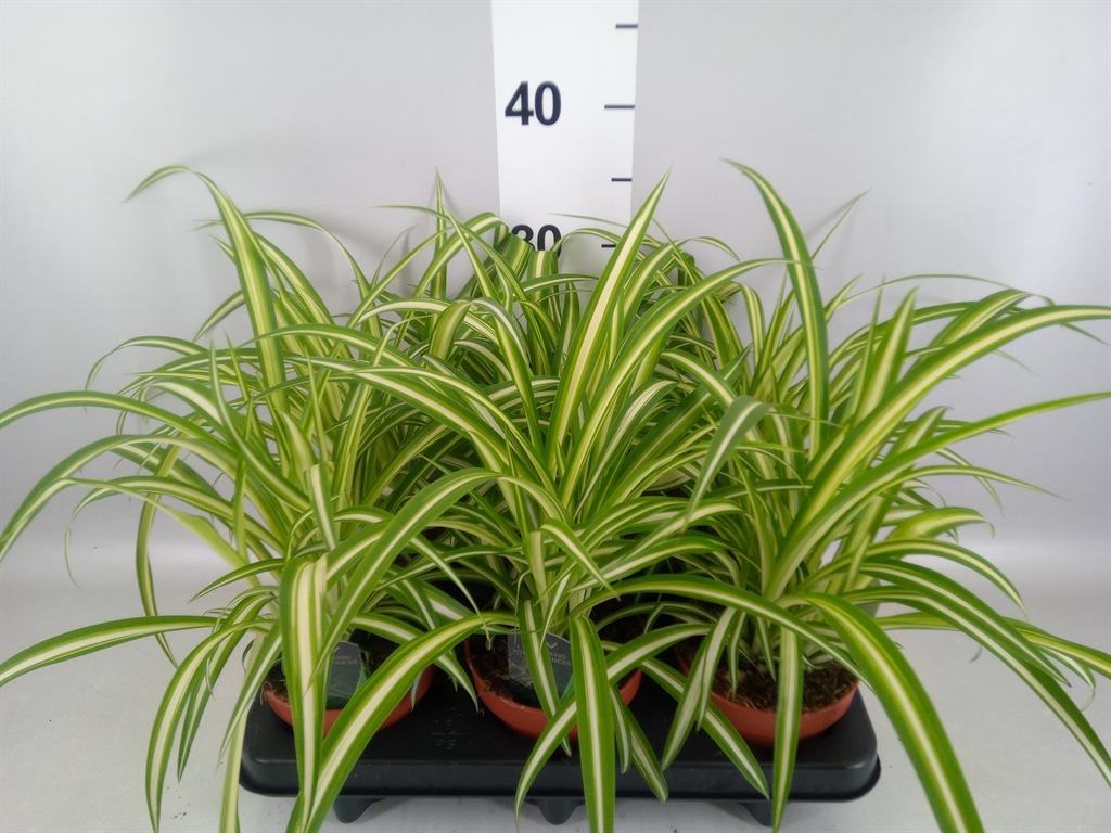 Горшечные цветы и растения оптом Chlorophytum Com. variegatum от 6шт из Голландии с доставкой по России