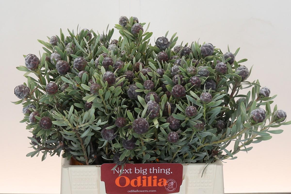 Срезанные цветы оптом Cape green pubescens от 50шт из Голландии с доставкой по России