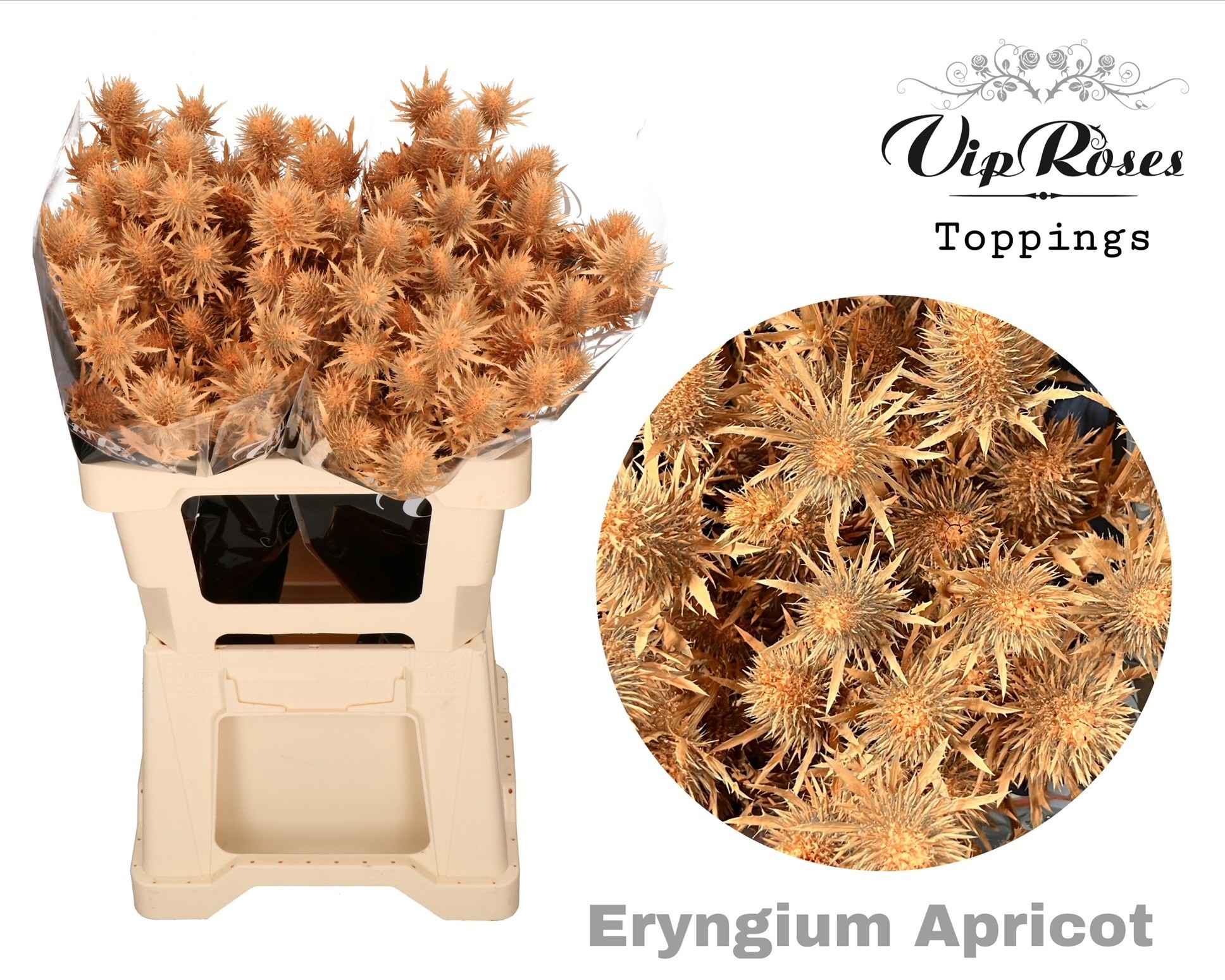 Срезанные цветы оптом Eryngium supernova paint apricot от 20шт из Голландии с доставкой по России