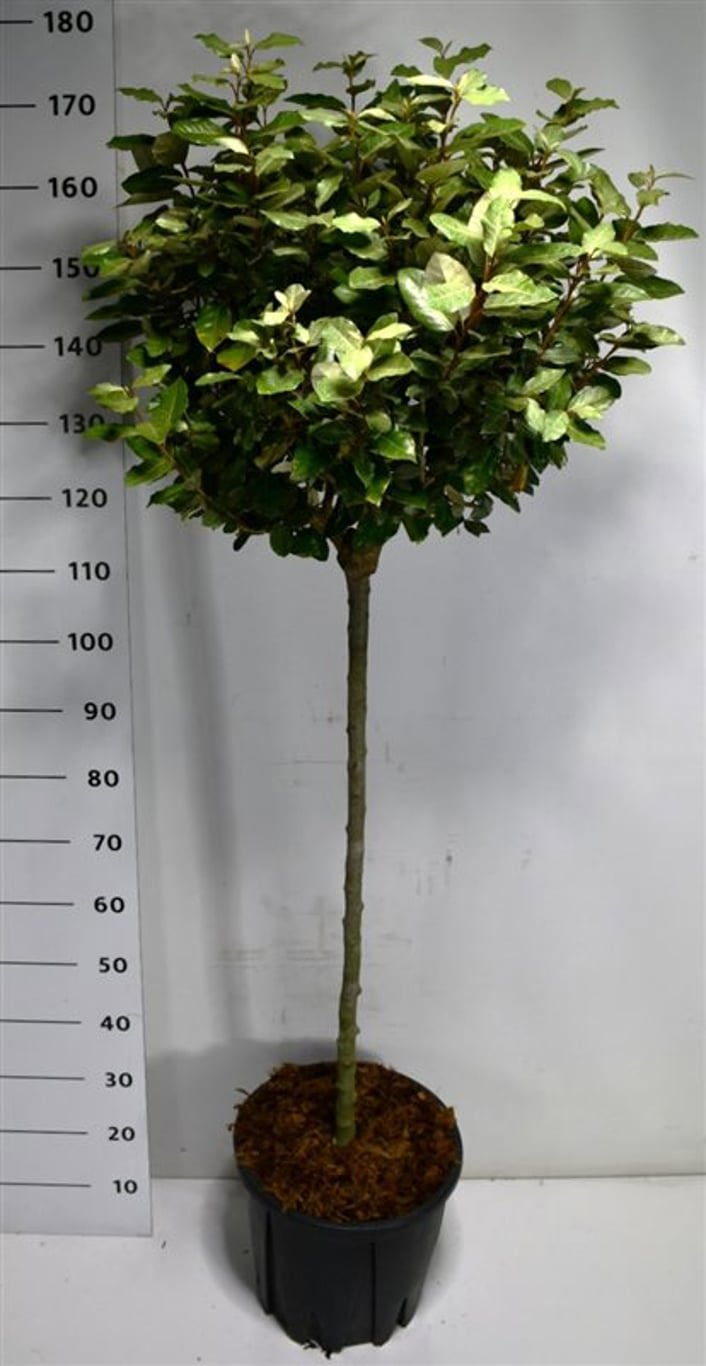 Горшечные цветы и растения оптом Elaeagnus Ebb Compacta On Stem от 1шт из Голландии с доставкой по России