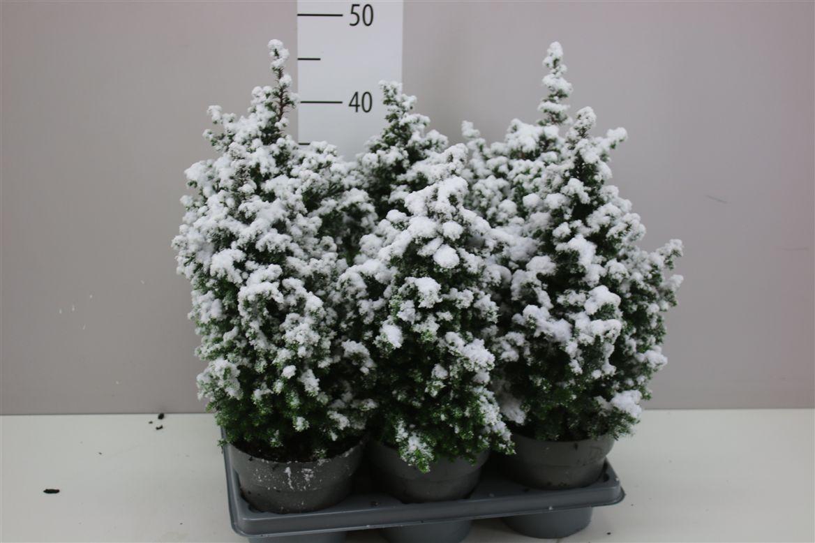 Горшечные цветы и растения оптом Chamaecyparis Th Top Point Snow от 6шт из Голландии с доставкой по России