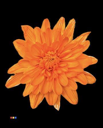 Срезанные цветы оптом Chrys sp paint euro orange white от 40шт из Голландии с доставкой по России