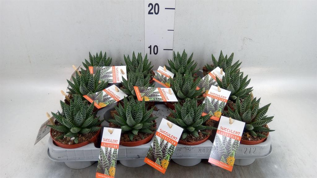Горшечные цветы и растения оптом Haworthia   ... от 12шт (для телеги) из Голландии с доставкой по России