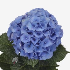 Срезанные цветы оптом Hydrangea royal palace от 10шт из Голландии с доставкой по России