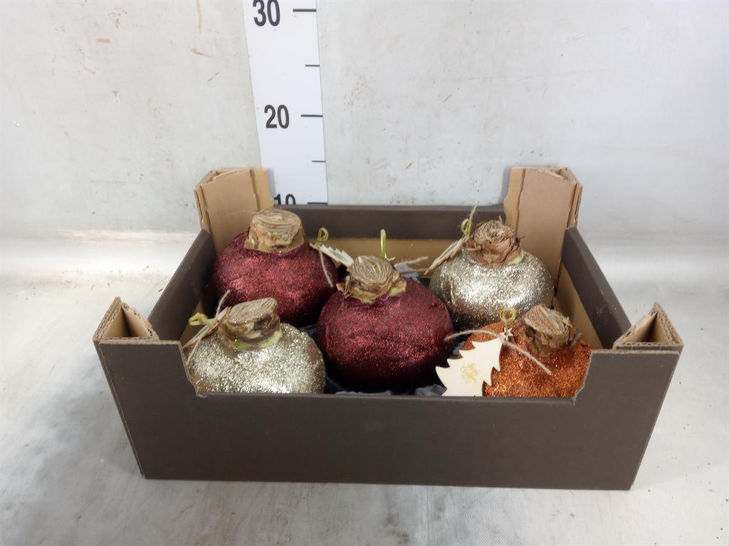 Горшечные цветы и растения оптом Hippeastrum   ...waxed H% от 5шт из Голландии с доставкой по России