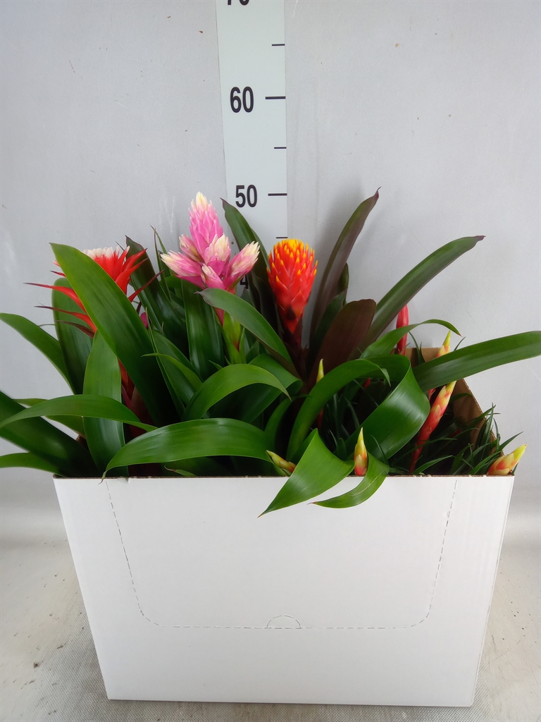 Горшечные цветы и растения оптом Bromelia   ...mix от 6шт из Голландии с доставкой по России