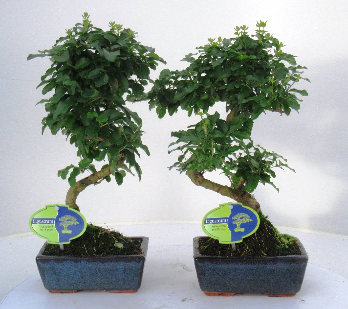 Горшечные цветы и растения оптом Bonsai Ligustrum Sinensis, 20cm., Shape, Without D от 6шт из Голландии с доставкой по России