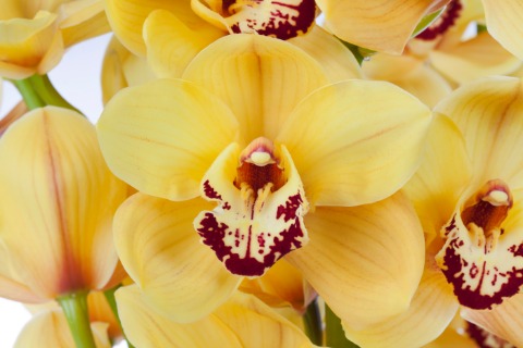 Срезанные цветы оптом Cymbidium yellow rijsenhout от 6шт из Голландии с доставкой по России