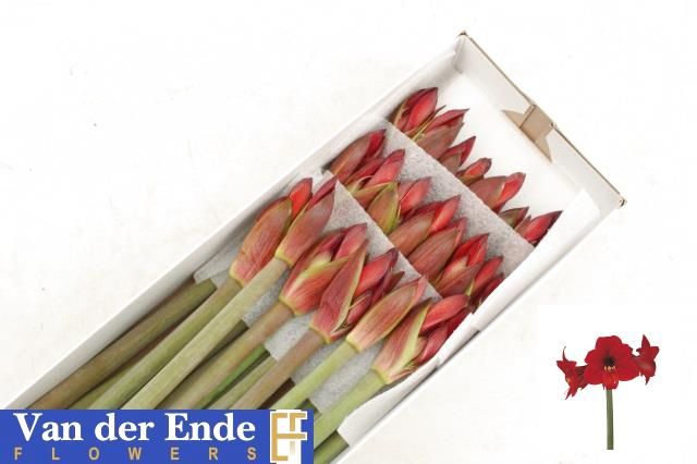 Срезанные цветы оптом Hippeastrum mini rapido от 20шт из Голландии с доставкой по России