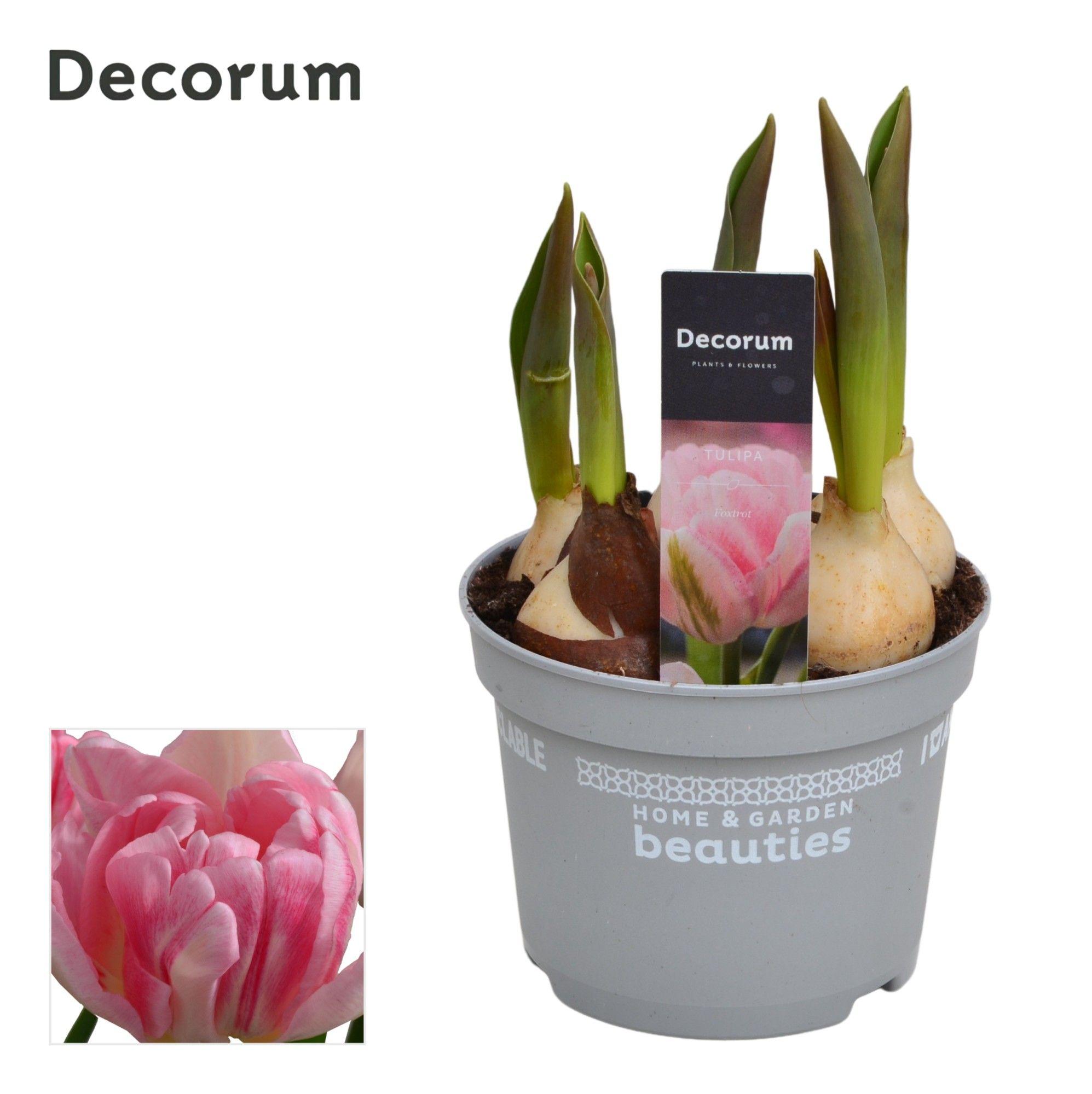 Горшечные цветы и растения оптом Tulipa Foxtrot (decorum) от 10шт из Голландии с доставкой по России