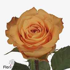 Срезанные цветы оптом Rosa la malaga от 60шт из Голландии с доставкой по России